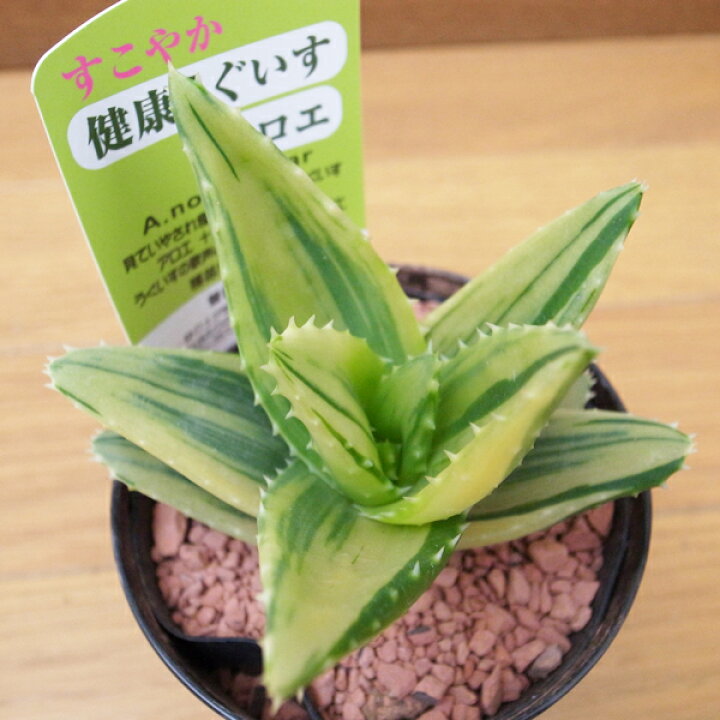 楽天市場 アロエ 健康うぐいす 3号サイズ 鉢植え 多肉植物 葉型が面白いレア品種 タニクショクブツ 母の日 花 ガーデニング岐阜緑園