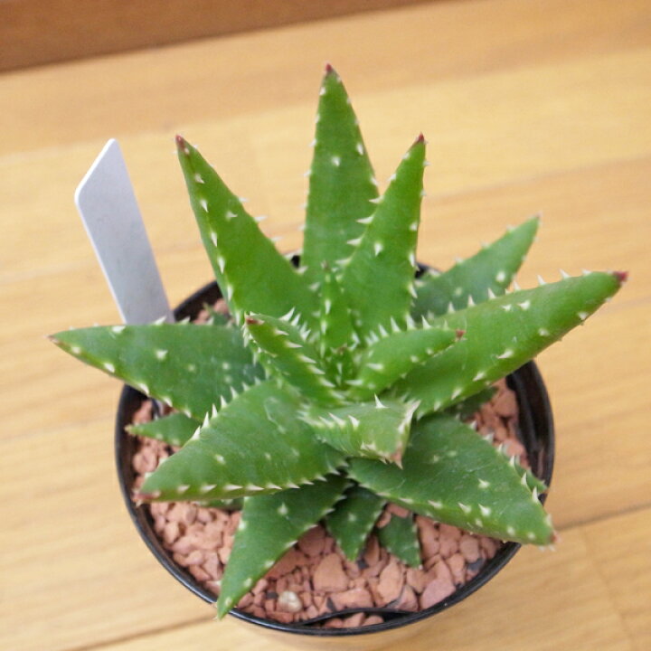 楽天市場 アロエ クロスビー 3号サイズ 鉢植え 多肉植物 葉型が面白いレア品種 タニクショクブツ 母の日 花 ガーデニング岐阜緑園 楽天市場 アロエ クロスビー 3号サイズ 鉢植え 多肉植物 葉型が面白いレア品種 タニクショクブツ 母の日 花 ガーデニング岐阜緑園
