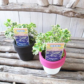 楽天市場 観葉植物 種類 植物 ヤシ ポリシャス 高さ 植物 70cm 花 観葉植物 花 ガーデン Diy の通販