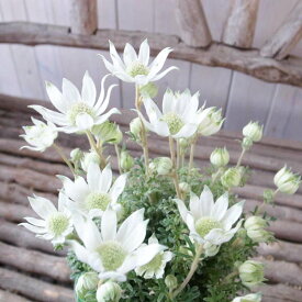 フランネルフラワー 天使のウィンク 白花 大苗 花が小ぶりで多花性の品種 花色 ホワイト