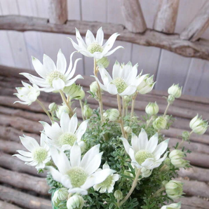 楽天市場 フランネルフラワー 天使のウィンク 白花 大苗 花が小ぶりで多花性の品種 花色 ホワイト 母の日 花 ガーデニング岐阜緑園