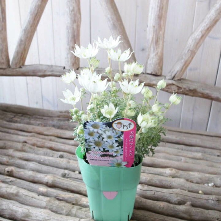 楽天市場 フランネルフラワー 天使のウィンク 白花 大苗 花が小ぶりで多花性の品種 花色 ホワイト 母の日 花 ガーデニング岐阜緑園