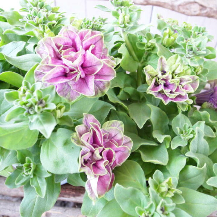 楽天市場 幻のペチュニア 苗 湘南ヴィオーレ ヴェルデ 花芽付 新色 珍しい 希少品種 紫パープルとグリーンのバイカラー 花 パープル 紫 緑 母の日 花 ガーデニング岐阜緑園
