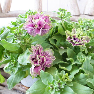 楽天市場 幻のペチュニア 苗 湘南ヴィオーレ ヴェルデ 花芽付 新色 珍しい 希少品種 紫パープルとグリーンのバイカラー 花 パープル 紫 緑 母の日 花 ガーデニング岐阜緑園 楽天市場 幻のペチュニア 苗 湘南ヴィオーレ ヴェルデ 花芽付 新色 珍しい 希少品種 紫パープルとグリーンのバイカラー 花 パープル 紫 緑 母の日 花 ガーデニング岐阜緑園