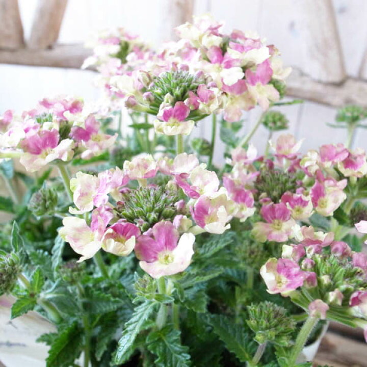 楽天市場 宿根バーベナ ラナイ 苗 ヴィンテージウォッカ 美女桜 花芽付 今までにない花色が魅力 アンティーク 母の日 花 ガーデニング岐阜緑園 楽天市場 宿根バーベナ ラナイ 苗 ヴィンテージウォッカ 美女桜 花芽付 今までにない花色が魅力 アンティーク 母の日 花 ガーデニング岐阜緑園