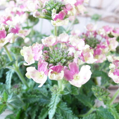 楽天市場 宿根バーベナ ラナイ 苗 ヴィンテージウォッカ 美女桜 花芽付 今までにない花色が魅力 アンティーク 母の日 花 ガーデニング岐阜緑園 楽天市場 宿根バーベナ ラナイ 苗 ヴィンテージウォッカ 美女桜 花芽付 今までにない花色が魅力 アンティーク 母の日 花 ガーデニング岐阜緑園