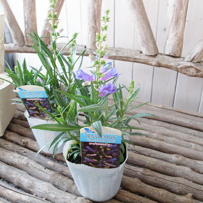 楽天市場 ペンステモン エレクトリックブルー 苗 澄んだ青色が魅力 ブルーの花 耐寒性多年草 母の日 花 ガーデニング岐阜緑園 楽天市場 ペンステモン エレクトリックブルー 苗 澄んだ青色が魅力 ブルーの花 耐寒性多年草 母の日 花 ガーデニング岐阜緑園