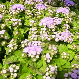 アゲラタム苗 3株セット 花期が長い カッコウアザミ 非耐寒性多年草 爽やかなブルーの花