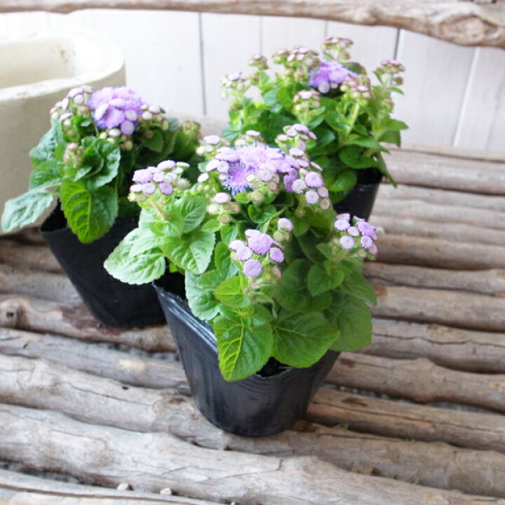 楽天市場 アゲラタム苗 3株セット 花期が長い カッコウアザミ 非耐寒性多年草 爽やかなブルーの花 母の日 花 ガーデニング岐阜緑園