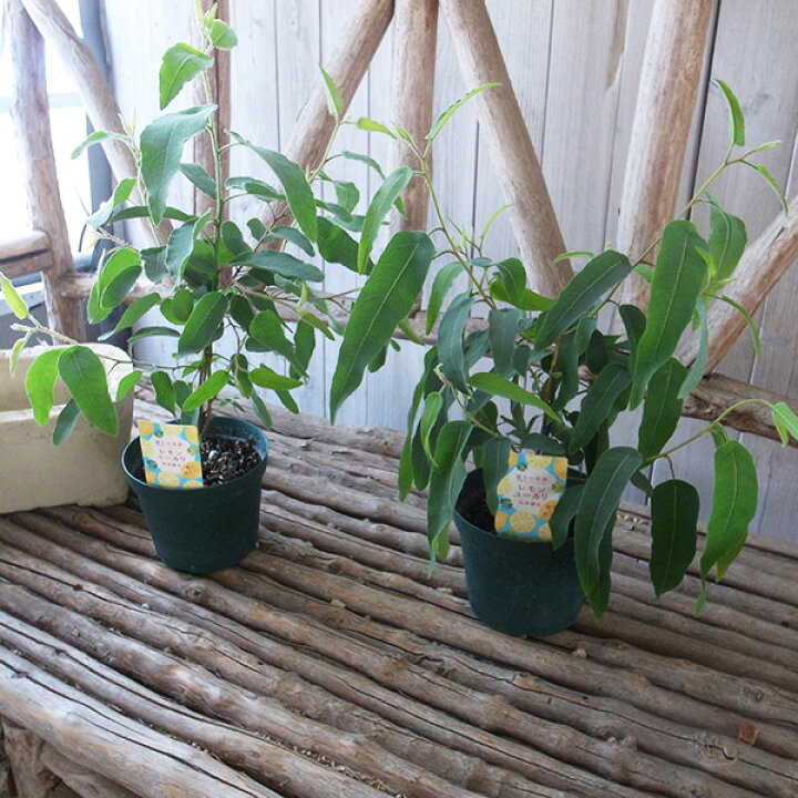 楽天市場 レモン ユーカリ 5号 特大苗 葉をこすると凄いレモンの香り 観葉植物 母の日 花 ガーデニング岐阜緑園