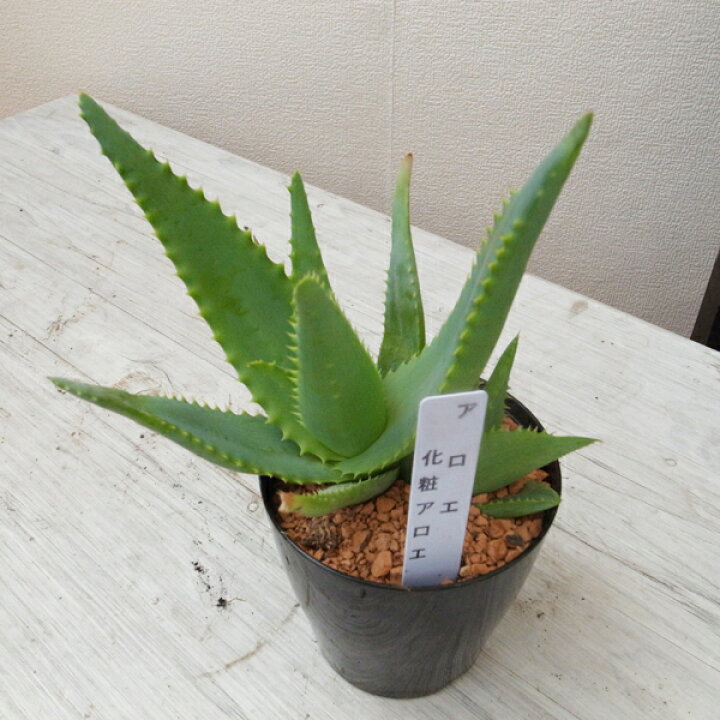 楽天市場 アロエ 化粧アロエ 3号サイズ 鉢植え 多肉植物 タニクショクブツ 艶やかなグリーン 室内観葉 母の日 花 ガーデニング岐阜緑園