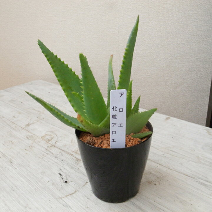 楽天市場 アロエ 化粧アロエ 3号サイズ 鉢植え 多肉植物 タニクショクブツ 艶やかなグリーン 室内観葉 母の日 花 ガーデニング岐阜緑園