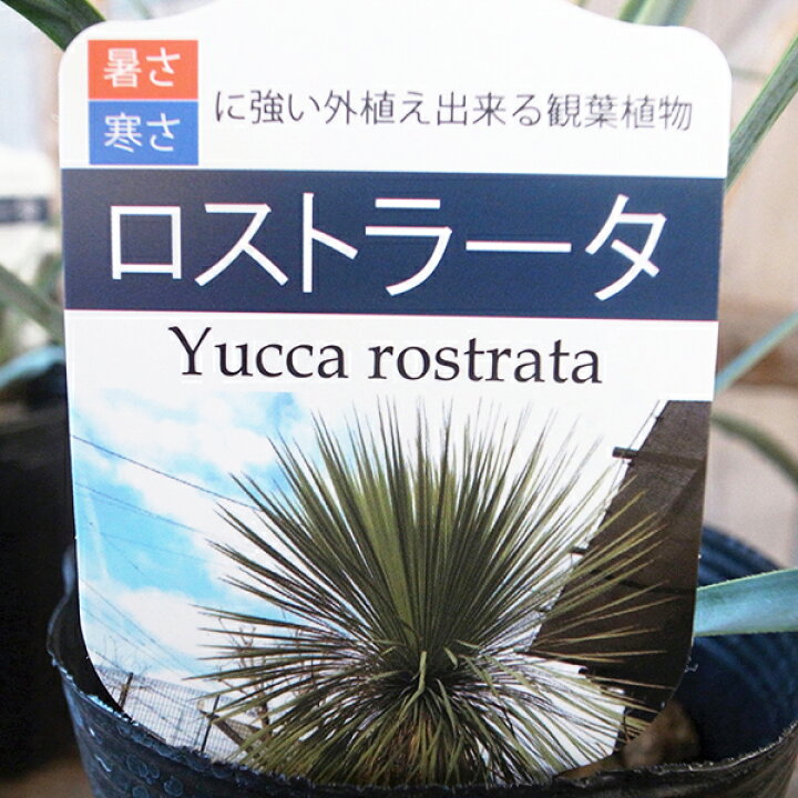楽天市場】ユッカ ロストラータ 苗 レアな希少種 珍しい ビックベンド 