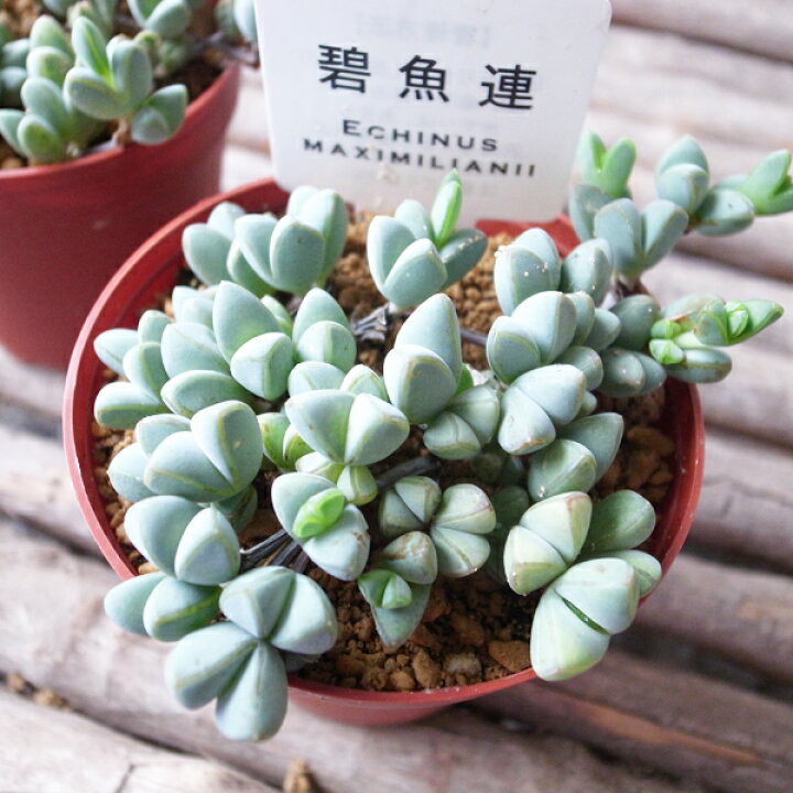 楽天市場】多肉植物 ブラウンシア マキシミラニ（ヘキギョレン）碧魚連 