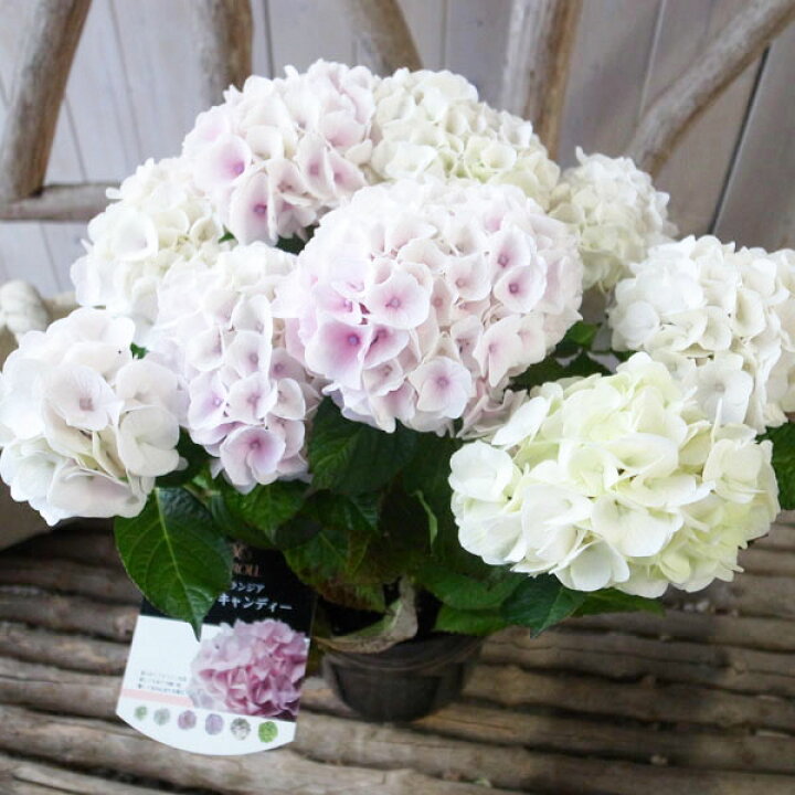 楽天市場 紫陽花 アジサイ ハイドランジア コットンキャンディ 5号サイズ 鉢植え 梅雨時期に似合う花 白からピンクに変わる花色 母の日 花 ガーデニング岐阜緑園