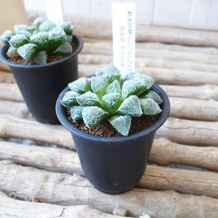 楽天市場 多肉植物 ハオルチア 新氷砂糖 ピグマエア錦とウイミーの交配種 タニクショクブツ 母の日 花 ガーデニング岐阜緑園