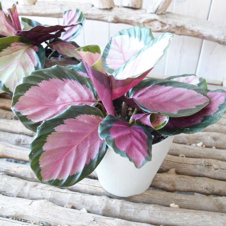楽天市場 カラテア ロゼオピクタ ロージー 4号サイズ 鉢植え カラフルな葉色が魅力 観葉植物 母の日 花 ガーデニング岐阜緑園 楽天市場 カラテア ロゼオピクタ ロージー 4号サイズ 鉢植え カラフルな葉色が魅力 観葉植物 母の日 花 ガーデニング岐阜緑園