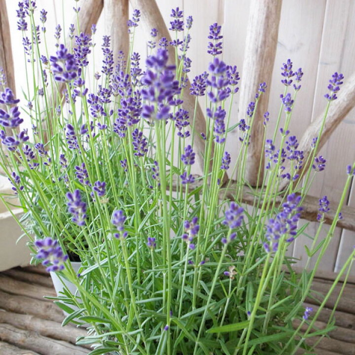 楽天市場 イングリッシュラベンダー 5号サイズ 鉢植え 香り良いハーブ コモンラベンダー 母の日 花 ガーデニング岐阜緑園