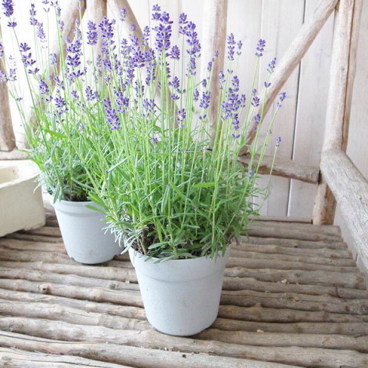 楽天市場 イングリッシュラベンダー 5号サイズ 鉢植え 香り良いハーブ コモンラベンダー 母の日 花 ガーデニング岐阜緑園