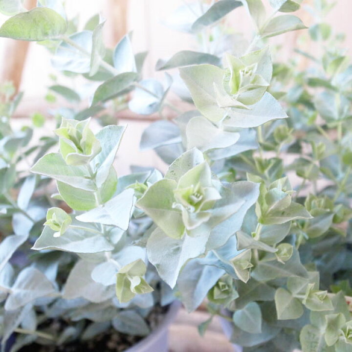 楽天市場 ユーカリ アルビダ 4号サイズ 鉢植え 葉色の美しい希少種 珍しい 高さ30cm 常緑高木 母の日 花 ガーデニング岐阜緑園 楽天市場 ユーカリ アルビダ 4号サイズ 鉢植え 葉色の美しい希少種 珍しい 高さ30cm 常緑高木 母の日 花 ガーデニング岐阜緑園