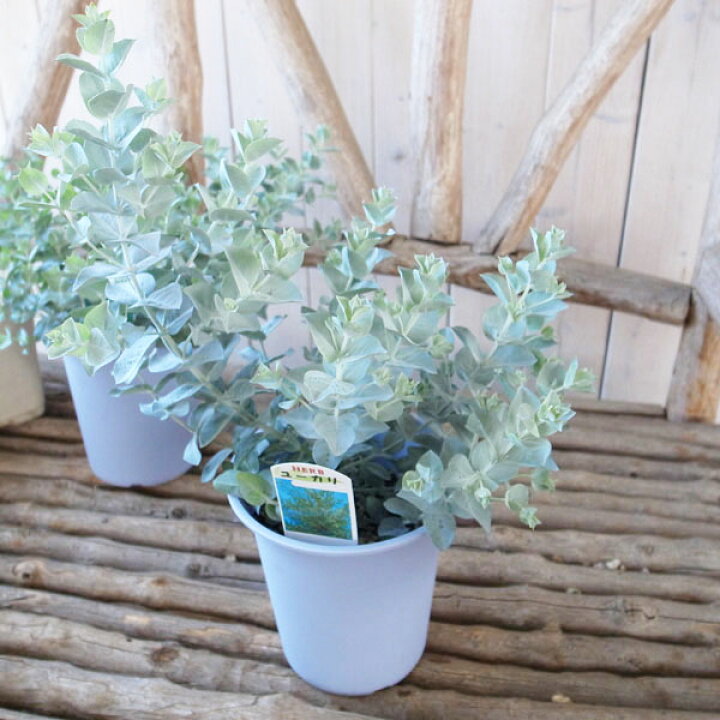 楽天市場 ユーカリ アルビダ 4号サイズ 鉢植え 葉色の美しい希少種 珍しい 高さ30cm 常緑高木 母の日 花 ガーデニング岐阜緑園 楽天市場 ユーカリ アルビダ 4号サイズ 鉢植え 葉色の美しい希少種 珍しい 高さ30cm 常緑高木 母の日 花 ガーデニング岐阜緑園