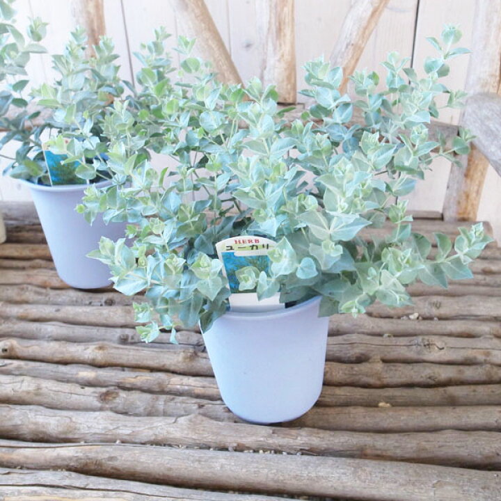 楽天市場 ユーカリ アルビダ 4号サイズ 鉢植え 葉色の美しい希少種 珍しい 高さ30cm 常緑高木 母の日 花 ガーデニング岐阜緑園 楽天市場 ユーカリ アルビダ 4号サイズ 鉢植え 葉色の美しい希少種 珍しい 高さ30cm 常緑高木 母の日 花 ガーデニング岐阜緑園