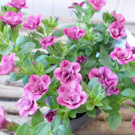 カリブラコア 苗 ティフォシー エレガンス パープル ピンク E03 3.5号サイズ 新品種 花芽付 ペチュニア 八重咲き