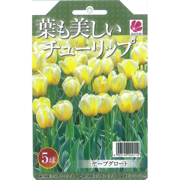 楽天市場】チューリップ 球根 葉も美しいチューリップ ヤープグロート 5球セット NEW : 母の日 花 ガーデニング岐阜緑園 楽天市場】チューリップ 球根 葉も美しいチューリップ ヤープグロート 5球セット NEW : 母の日 花 ガーデニング岐阜緑園