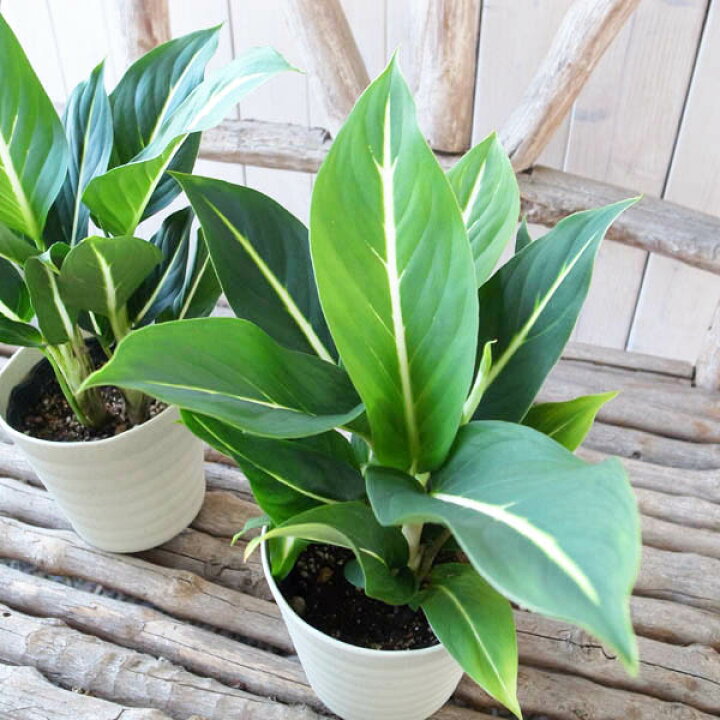 楽天市場 観葉植物 デフェンバキア ホワイトマジック 4号サイズ鉢植え 白い一筋の線とグリーンの葉 母の日 花 ガーデニング岐阜緑園 楽天市場 観葉植物 デフェンバキア ホワイトマジック 4号サイズ鉢植え 白い一筋の線とグリーンの葉 母の日 花 ガーデニング岐阜緑園