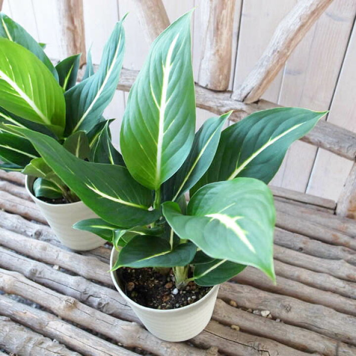 楽天市場 観葉植物 デフェンバキア ホワイトマジック 4号サイズ鉢植え 白い一筋の線とグリーンの葉 母の日 花 ガーデニング岐阜緑園
