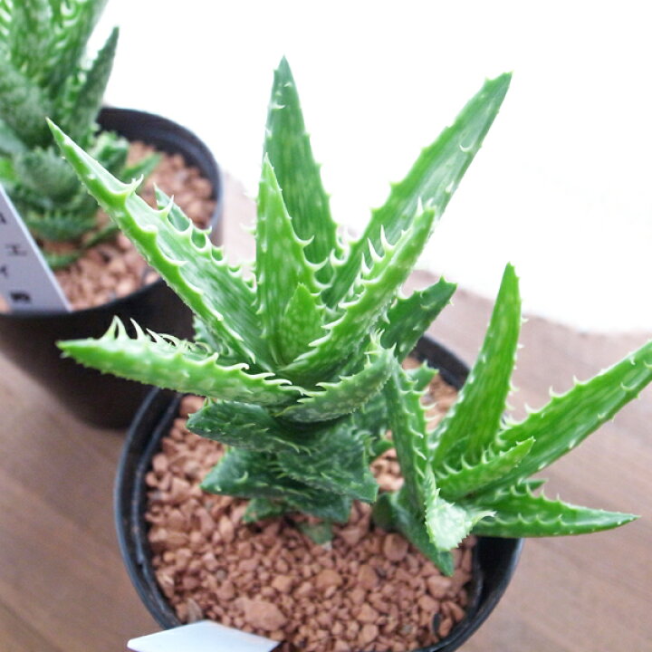 楽天市場 アロエ 翡翠殿 ひすいでん 3号サイズ ヒスイデン 鉢植え 多肉植物 タニクショクブツ 観葉植物 母の日 花 ガーデニング岐阜緑園
