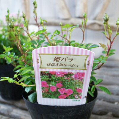 楽天市場 ミニバラ 姫バラ ほほえみルージュ 3 5号サイズ 花苗 花芽付 八重咲きで濃いローズレッドの花色 極小輪の細かな花が房状に咲く花付良い ミニバラ ピンク 母の日 花 ガーデニング岐阜緑園