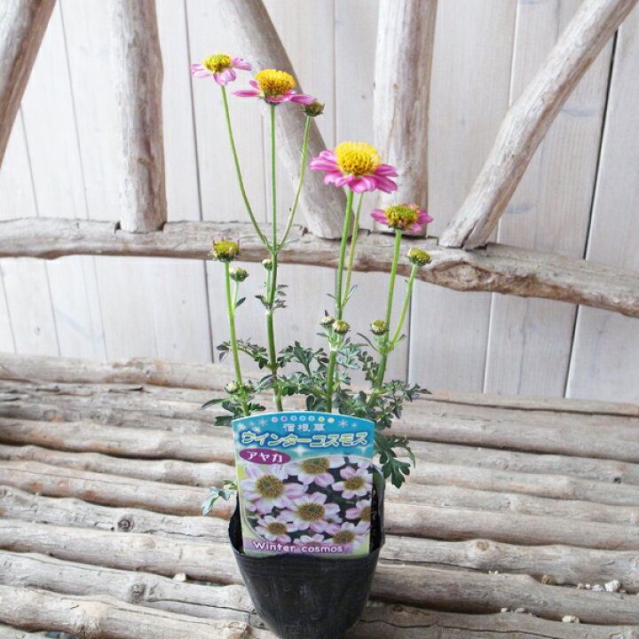 楽天市場 ウィンターコスモス 苗 アヤカ 3号サイズ 多年草 背丈が高くなる性質ですので切り花として楽しむことも 母の日 花 ガーデニング岐阜緑園