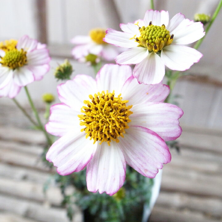 楽天市場 ウィンターコスモス 苗 シルクノエル 3号サイズ 多年草 背丈が高くなる性質ですので切り花として楽しむことも 母の日 花 ガーデニング岐阜緑園