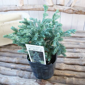 Rjt@[ {[o[h 3TCY c u[o[h ϗtA ΍