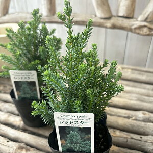 Rjt@[ bhX^[ 3TCY c p[vtFU[ ϗtA ΍