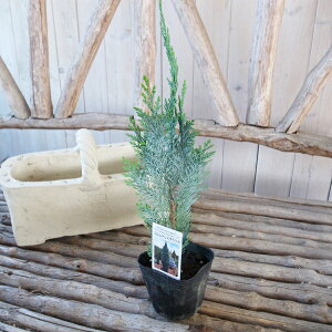 Rjt@[ RiXOEJ 3TCY c RiX ϗtA ΍