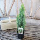 楽天市場 観葉植物 コニファー ゴールドクレスト 母の日 花 ガーデニング岐阜緑園