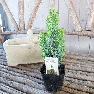 Rjt@[ zCgGpC[ 3TCY c GEbY ϗtA ΍