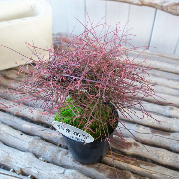 楽天市場 キンシナンテン 錦糸南天 赤縮緬 苗 古典植物 最も小さい葉と軸が特徴で赤の美しい品種 母の日 花 ガーデニング岐阜緑園 楽天市場 キンシナンテン 錦糸南天 赤縮緬 苗 古典植物 最も小さい葉と軸が特徴で赤の美しい品種 母の日 花 ガーデニング岐阜緑園