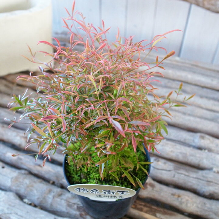 限定特価 古典園芸植物 苗 錦糸南天 きんしなんてん 化粧プラスチック鉢 品種お選びください Zurique Com Br