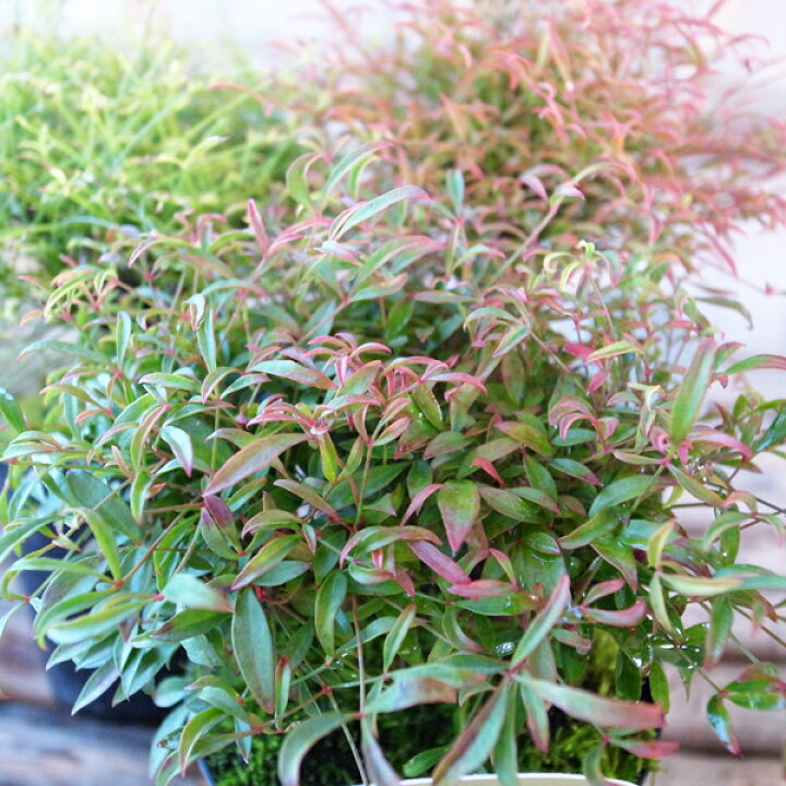 限定特価 古典園芸植物 苗 錦糸南天 きんしなんてん 化粧プラスチック鉢 品種お選びください Zurique Com Br