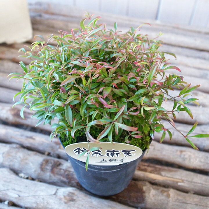限定特価 古典園芸植物 苗 錦糸南天 きんしなんてん 化粧プラスチック鉢 品種お選びください Zurique Com Br