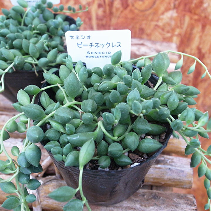 楽天市場 セネキオ ピーチネックレス 2 5号サイズ 苗 多肉植物 タニクショクブツ 母の日 花 ガーデニング岐阜緑園