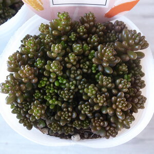 Z_ bhx[ 2.5TCY A ӂ΂ ^jNVNuc Ԃ܂闱X͓Iȕi bh