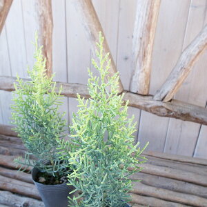 Rjt@[ A]jJ TtA c NX}X̖ A]iCgXM ϗtA