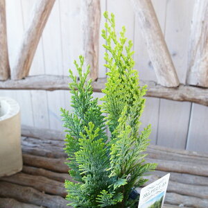 Rjt@[ RiX S[h 3TCY c ɓƍXɃS[hɗtFω ϗtA