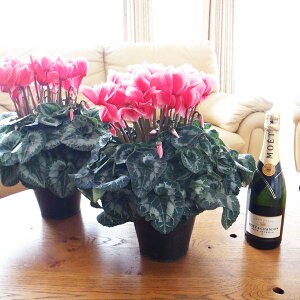 【12月上旬発送】特大 シクラメン 鉢植え 送料無料 リップスオレンジ 6号サイズ 色鮮やかなオレンジと縁取りの白とのコントラスト 球根性多年草 草幅35cmセンチ程 高さ45cmセンチ