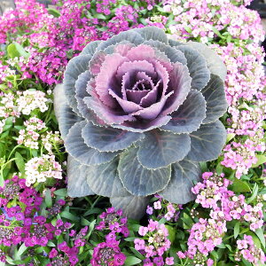 tO  AeB[Nn{^ JtFJ 3TCY c N