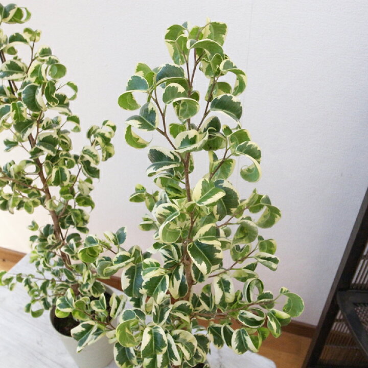 楽天市場 フィカス ベンジャミン バロック 斑入り 5号鉢植え 希少種 送料無料 ベンジャミナ 高さ60 70 Cm センチ 観葉植物 母の日 花 ガーデニング岐阜緑園